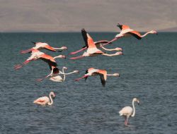 2. Flamingo Festivali 18 eylülde